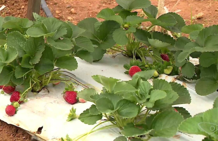 Produtores apostam no cultivo de morangos em Colatina, uma das cidades mais quentes do ES