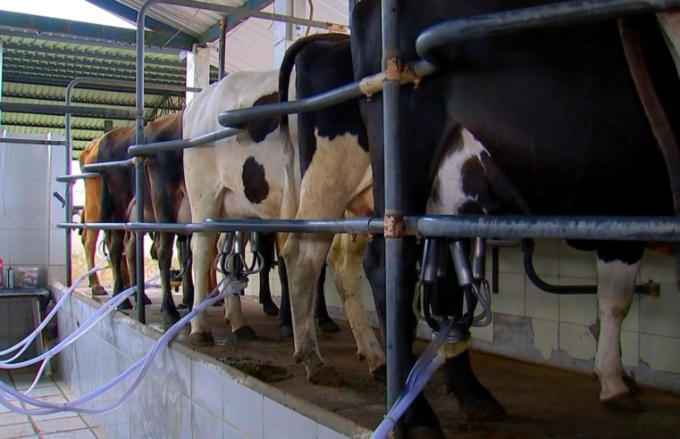 Preço do leite cai na entressafra e preocupa produtores