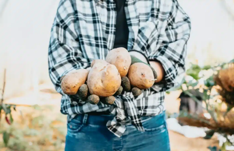 5 passos essenciais para começar na agricultura familiar