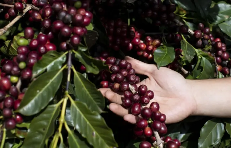 Reconhecida mundialmente pelo seu queijo, região da Canastra conquista agora o registro de IG no café