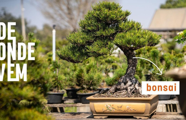 Bonsai pode dar frutos, viver centenas de anos e ficar mais alto do que uma pessoa