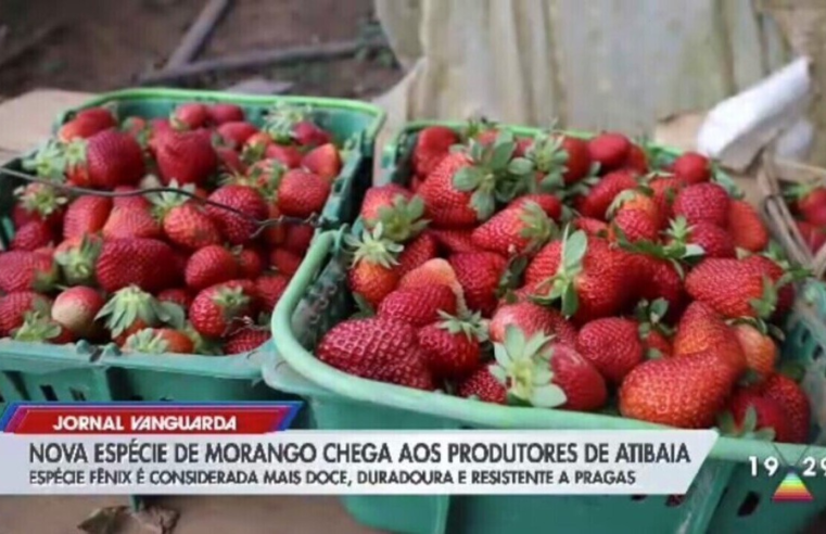 Morango Fênix: produtores de Atibaia iniciam cultivo de nova espécie da fruta