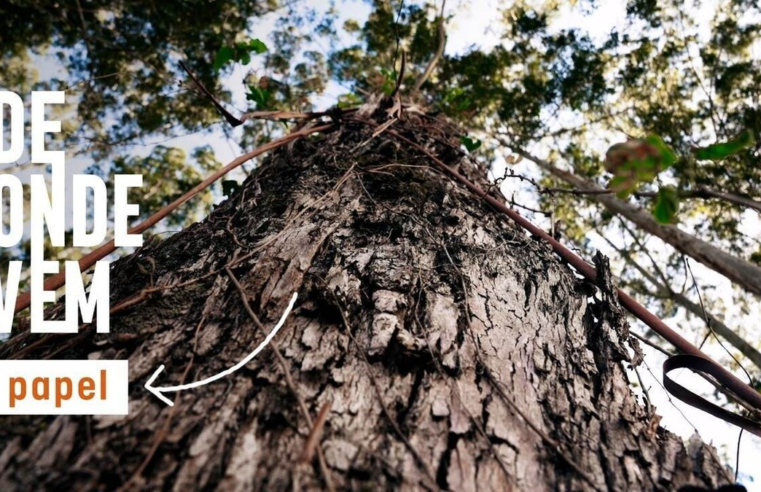 Árvore pode levar até 12 anos para virar papel: g1 conheceu a produção desde a floresta