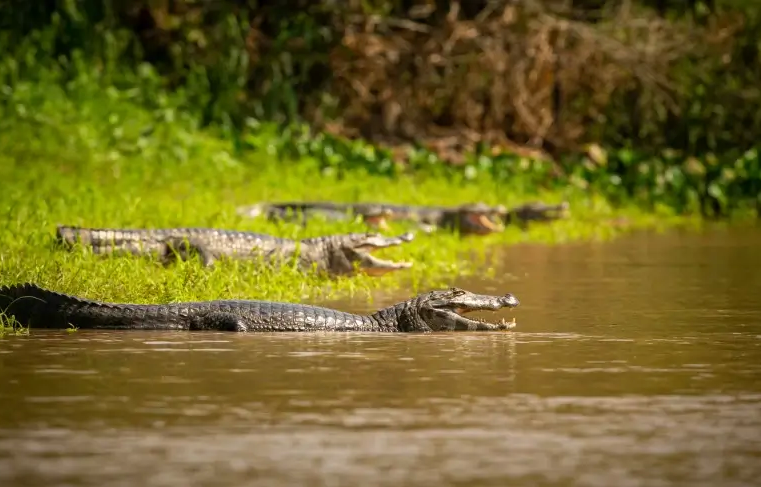 Sebrae/MT apresenta roteiros turísticos, gastronomia e cultura do Pantanal em países europeus