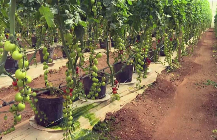 Veja como começar a plantar verduras e legumes