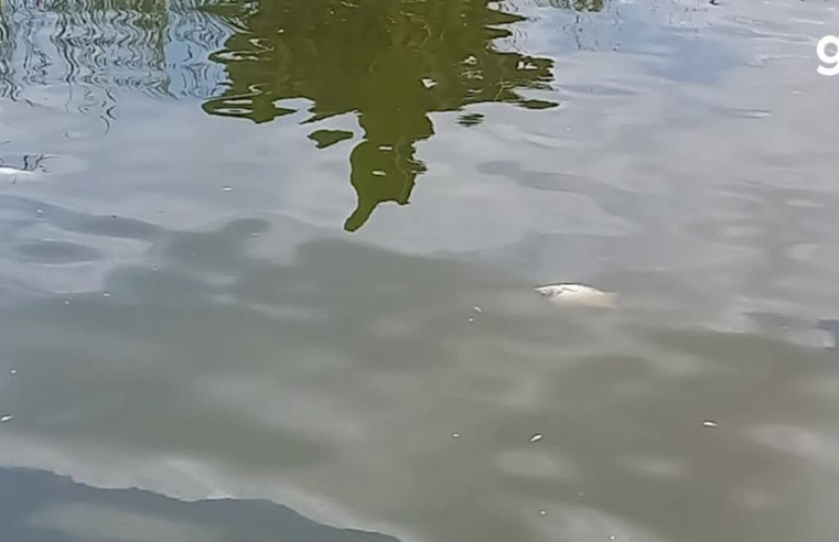 'Cozinhou a plantação': seca no Norte leva a perda de lavouras, e calor mata milhares de peixes