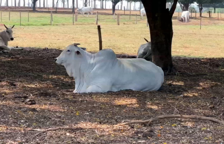 Sombra de árvores e ambientes climatizados amenizam calor para a boiada