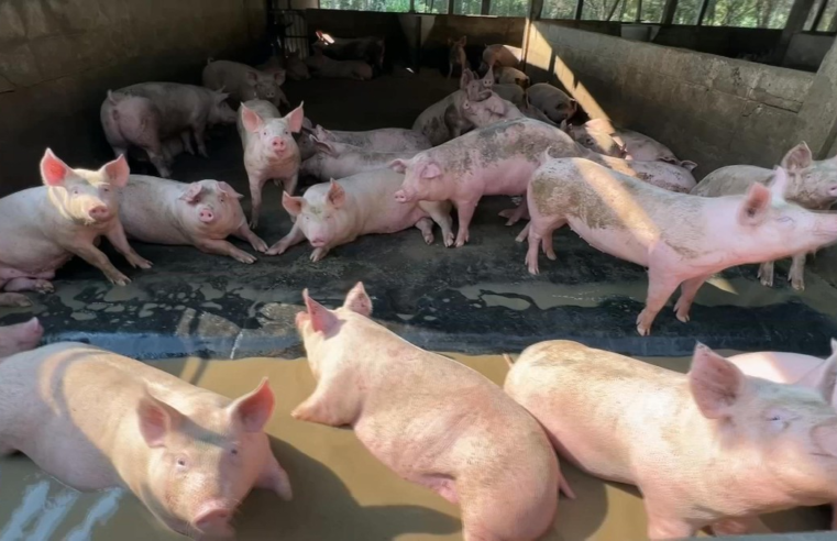 Calor em excesso compromete produtividade das criações