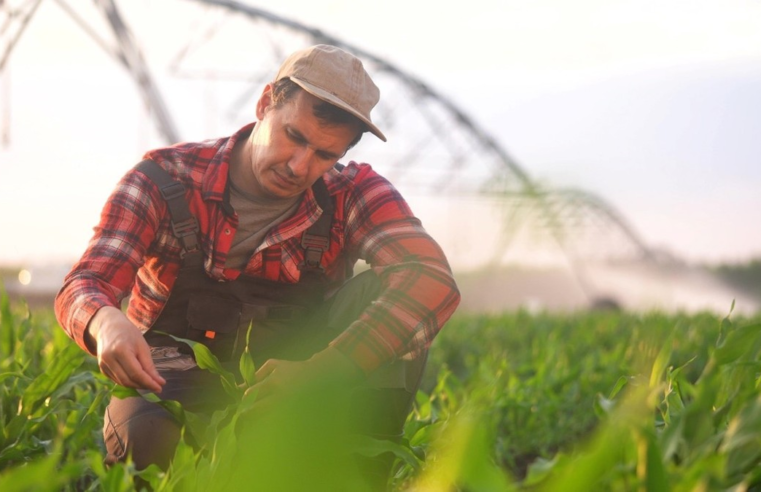 3 dicas preciosas para cultivar milho e soja