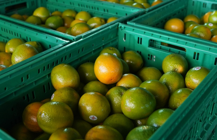 Outubro chuvoso beneficia pomares de SP e preço da laranja tem alta de quase 3%, aponta USP