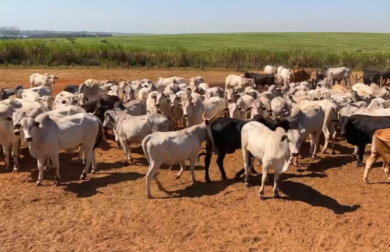 Queda de 16,2% no preço pago a produtor agropecuário brasileiro é maior que o de índice internacional da FAO, aponta pesquisa da USP