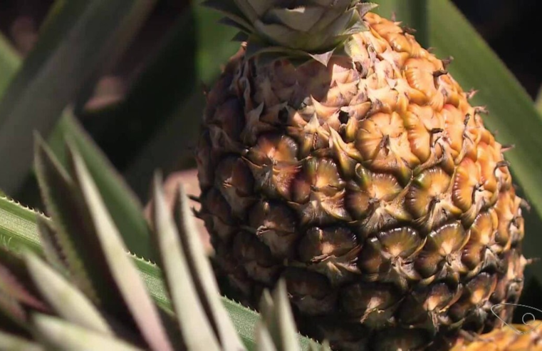 Cidade do ES produtora de abacaxi deve colher 20 milhões de frutos na safra deste ano