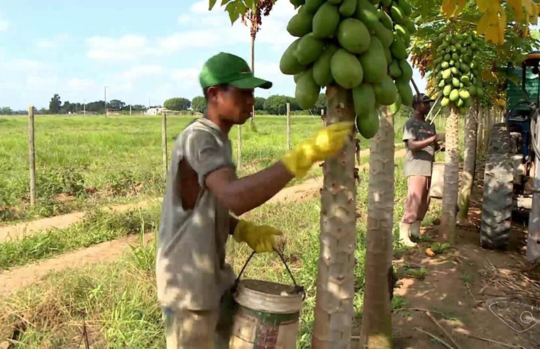 Colheita de mamão deve passar de 550 mil toneladas no ES e produtores miram exportações