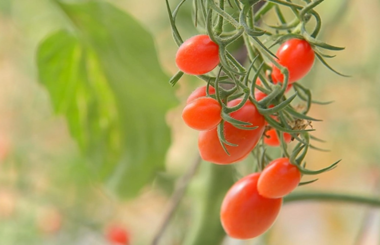 Estufa e tecnologia garantem maior produtividade em plantação de tomate