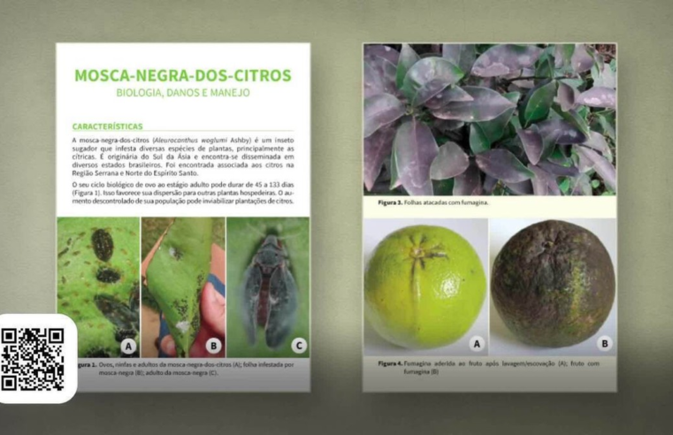 Mosca-negra-dos-citrus: aprenda como controlar o inseto