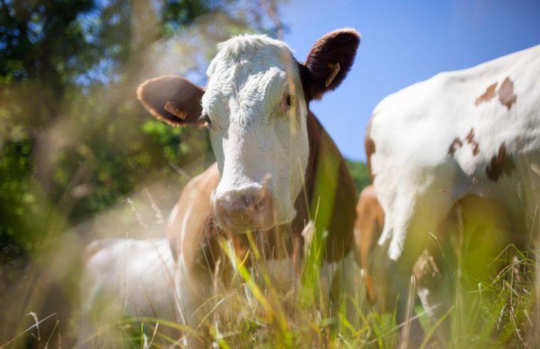 Exportações de carne bovina in natura podem ultrapassar 200 mil toneladas em novembro, aponta USP