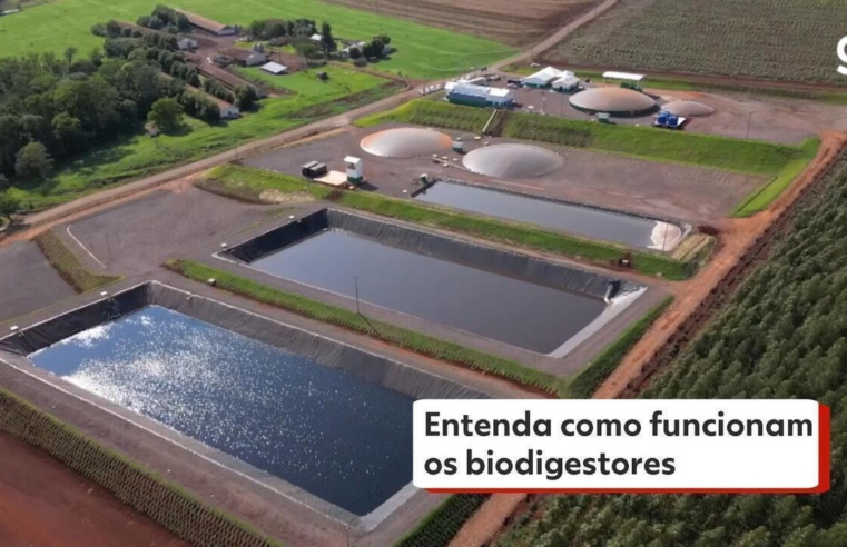 Estrume de porco vira energia elétrica na cidade que mais produz carne suína no Brasil