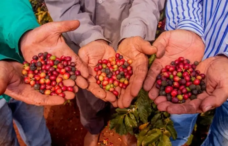 Produtores de Mandaguari e região buscam a primeira Denominação de Origem para café paranaense