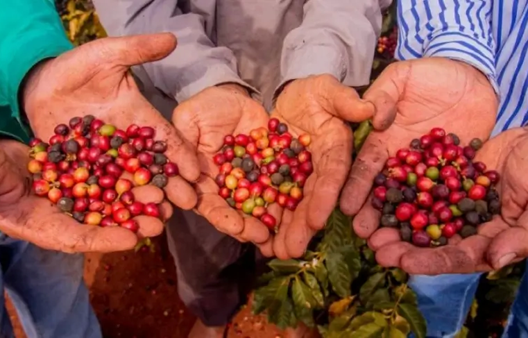 Produtores de Indicações Geográficas debatem alternativas para aumentar a produção de cafés com origem controlada