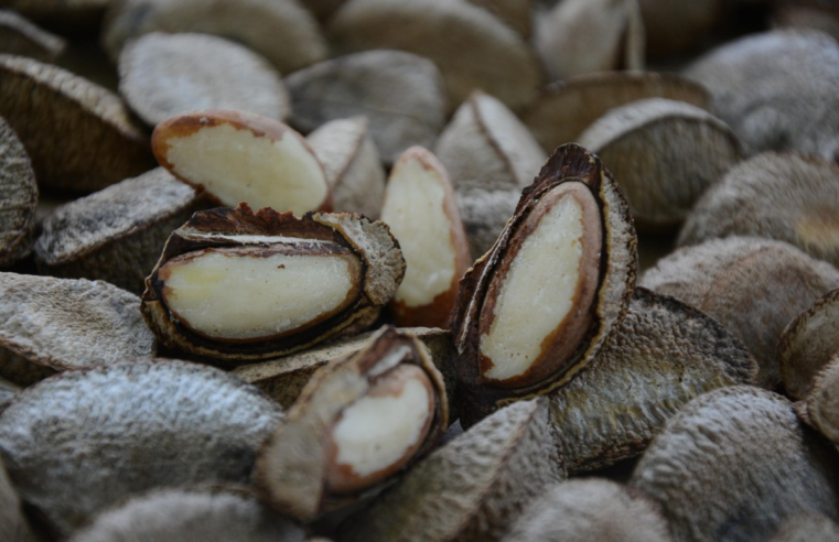 Consumo de castanha-do-brasil diminui o risco de Alzheimer; veja os cuidados ao comprar este alimento