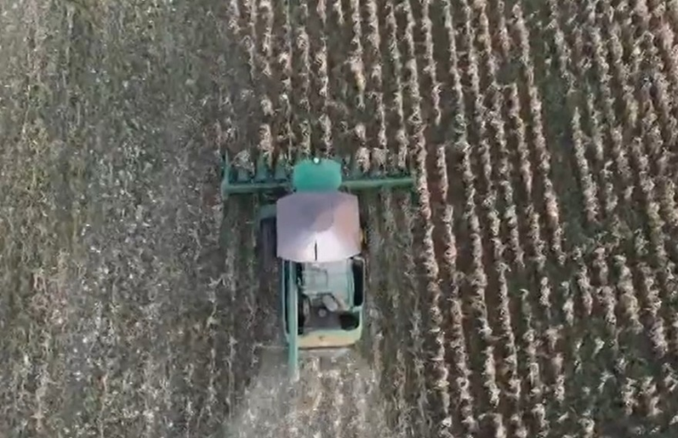 Em queda, PIB do Agronegócio pode chegar a R$ 2,62 trilhões e representar 24,1% do resultado brasileiro, estima pesquisa