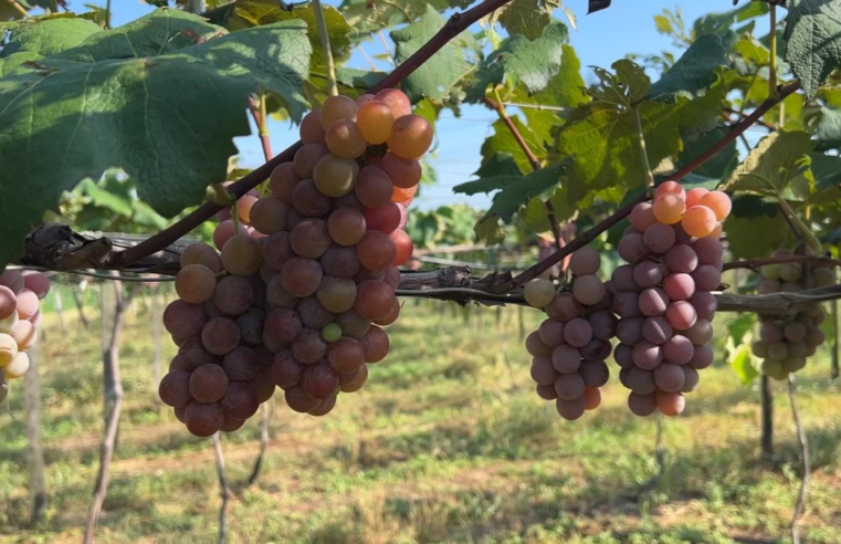 Produtores colhem safra da uva em Porto Feliz