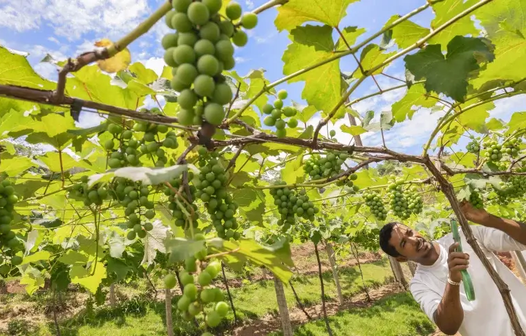 Agricultor de Teófilo Otoni transforma sítio onde cresceu em sucesso agrícola e turístico
