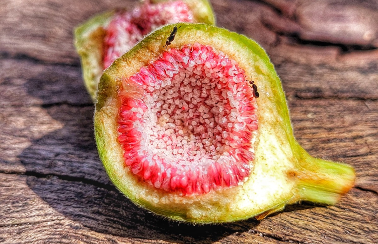 Figo 'come' vespa, mas não é uma planta carnívora… E nem fruta