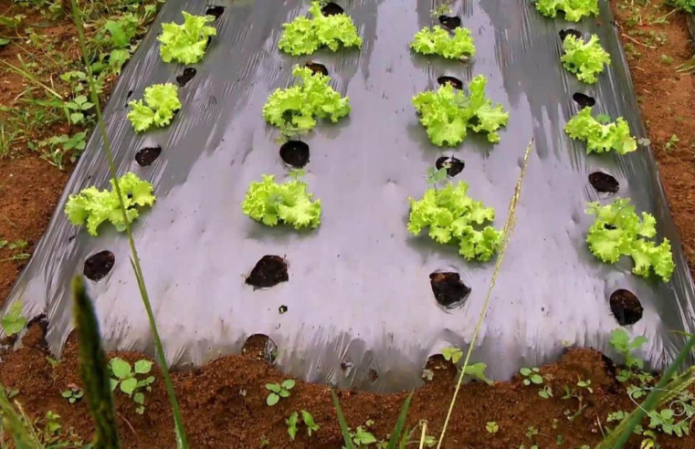 Livres de agrotóxicos: Produtores do ES investem em cultivo orgânico para aumentar a renda e melhorar a saúde