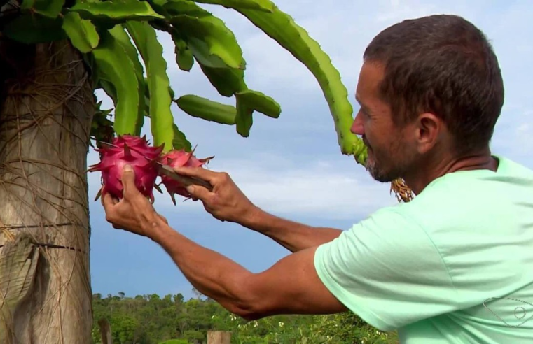 Com mais de 100 variedades testadas, produtores apostam na produção de pitayas no Sul do ES