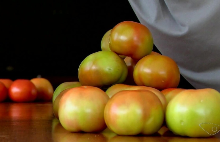 Cidade do ES pioneira no agroturismo no país produz tomate para todo o Brasil, exporta e tem até uma festa dedicada à fruta