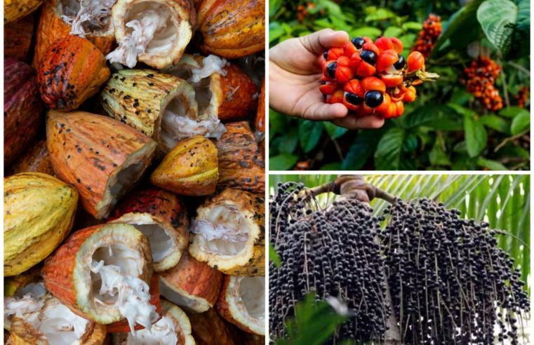 De onde vem o que eu como #74: Frutos da Amazônia