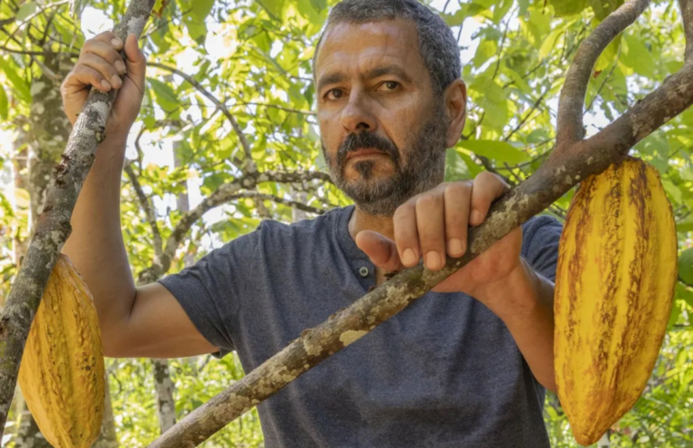 'Cabruca' citada na novela Renascer começou há mais de 300 anos; saiba o que é