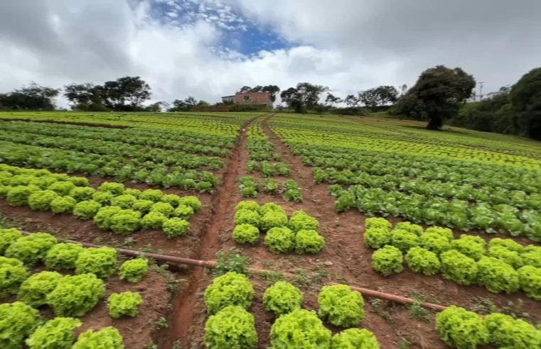 Produtores de hortaliças tentam minimizar prejuízos causados pelas chuvas