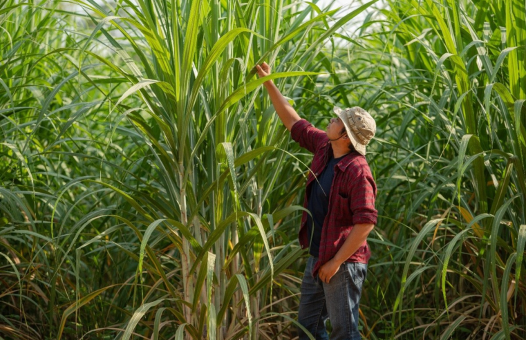 Como a gestão sustentável impulsiona a produtividade do cultivo da cana-de-açúcar?