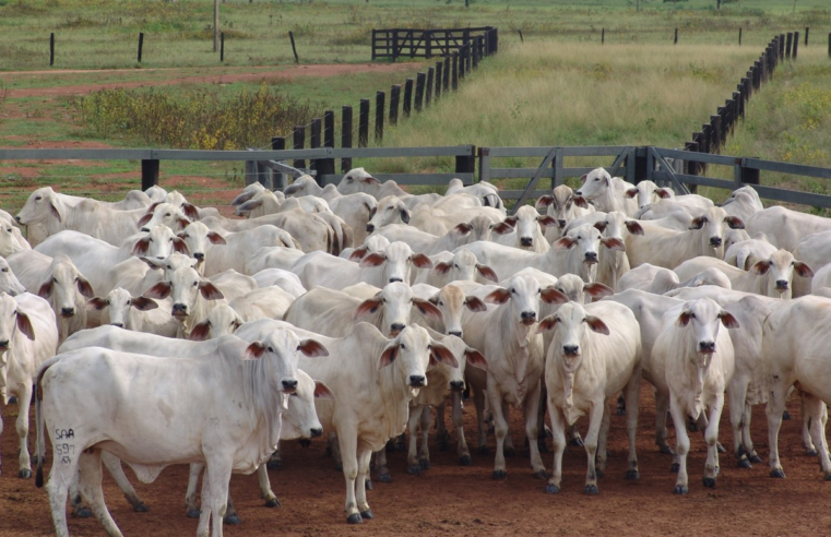 Ritmo de exportação de carne bovina cai em março e mercado interno tem queda nas cotações: 'negócios lentos', aponta Esalq-USP