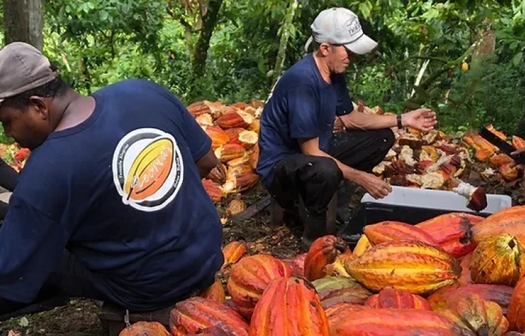 Dia do Cacau: qualidade e sustentabilidade no cultivo do fruto impulsionam setor de chocolates