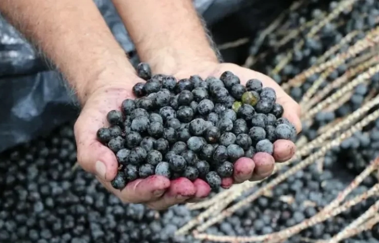 Açaí valorizado: “Ouro Negro” do Amazonas recebe selo de Indicação Geográfica