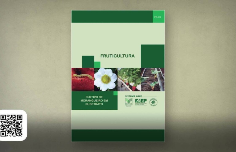 Como produzir morangos em estufas