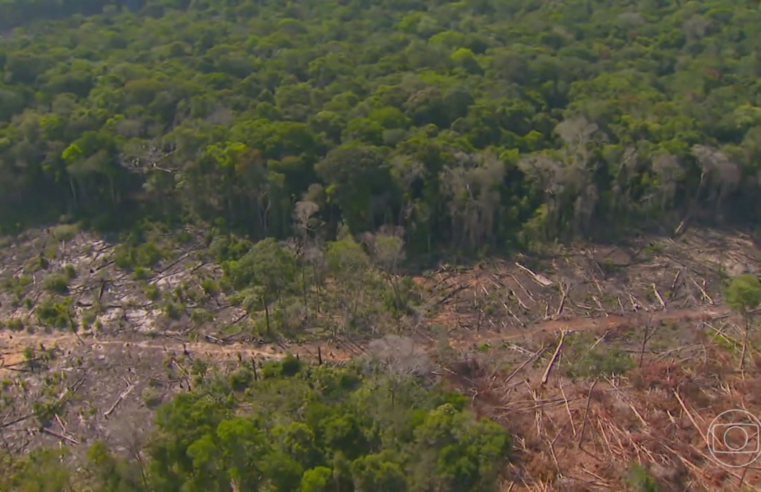 Combate a trabalho escravo e compromissos ambientais: pecuaristas aderem a projeto que busca frear desmate no Cerrado