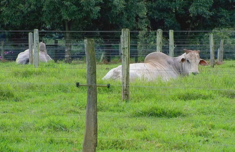 Nosso Campo mostra como funciona centro de coleta de sêmen de touros