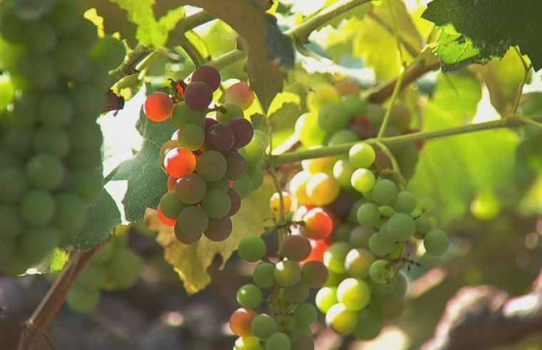 Produtores colhem uva em várias épocas do ano em Jundiaí