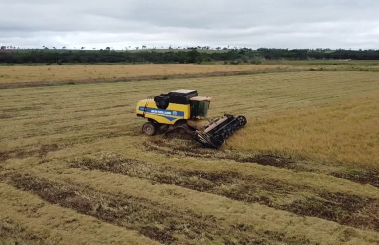 Produção de arroz será 19% menor do que a anterior no Paraná