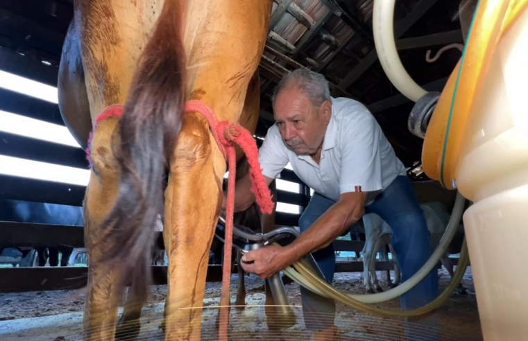 Idosos continuam trabalhando na roça mesmo depois da aposentadoria