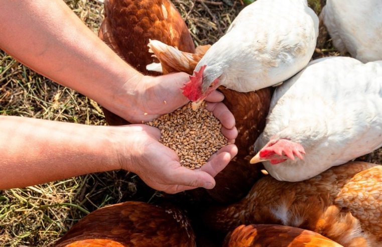 Pecuária: A alimentação adequada para cada criação