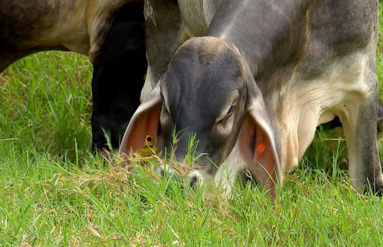 Mudanças na alimentação do gado podem reduzir emissão de gás metano