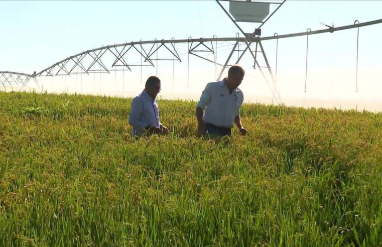 Governo zera imposto para importação de três tipos de arroz até dezembro