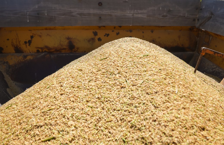 Arroz importado da Tailândia chega ao Brasil na primeira quinzena de julho, dizem indústrias