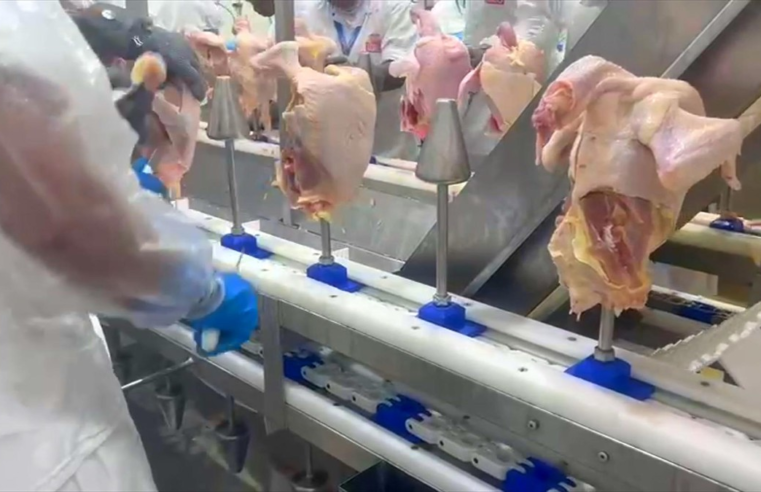 Exportações de frango animam criadores e frigoríficos