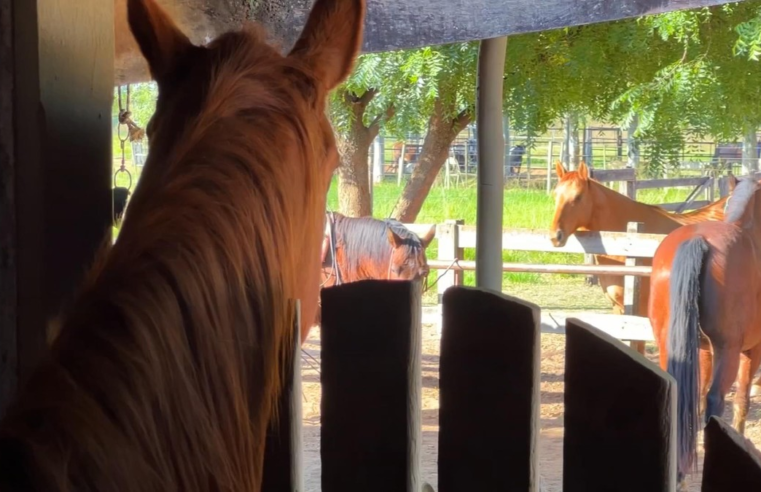 Cavalo que fica entediado pode ter problemas de saúde